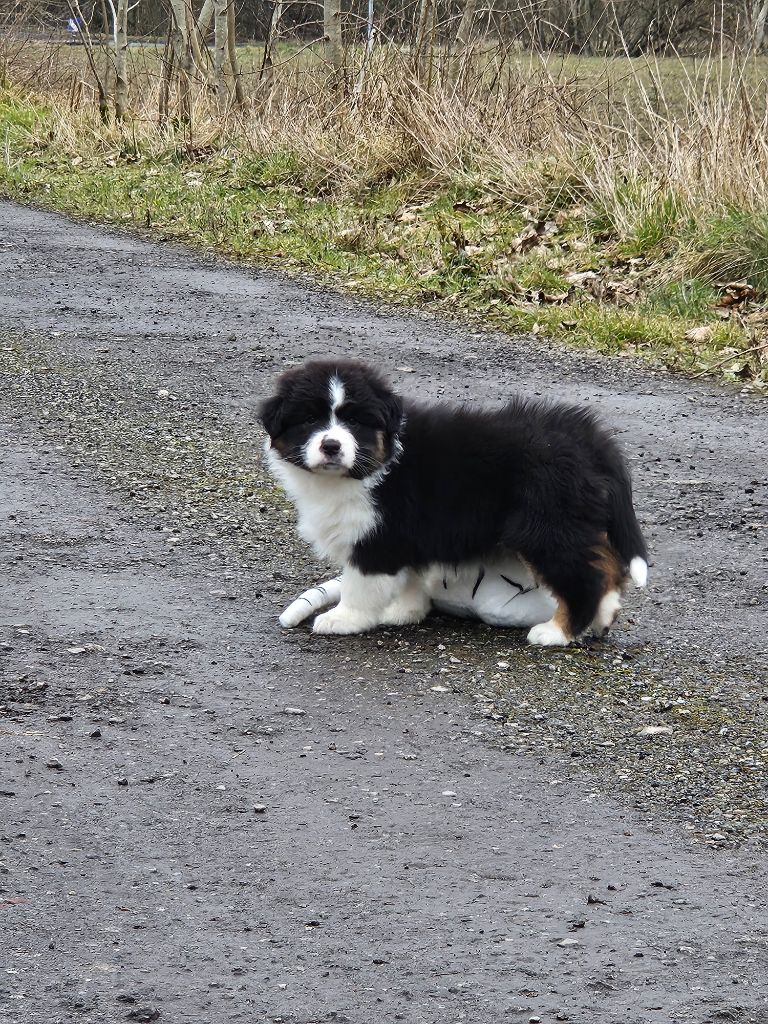 Du Beffroi D'Oasis - Chiot disponible  - Berger Australien