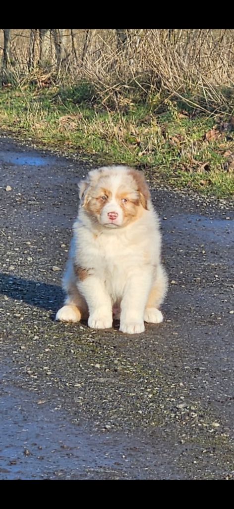 Du Beffroi D'Oasis - Chiot disponible  - Berger Australien