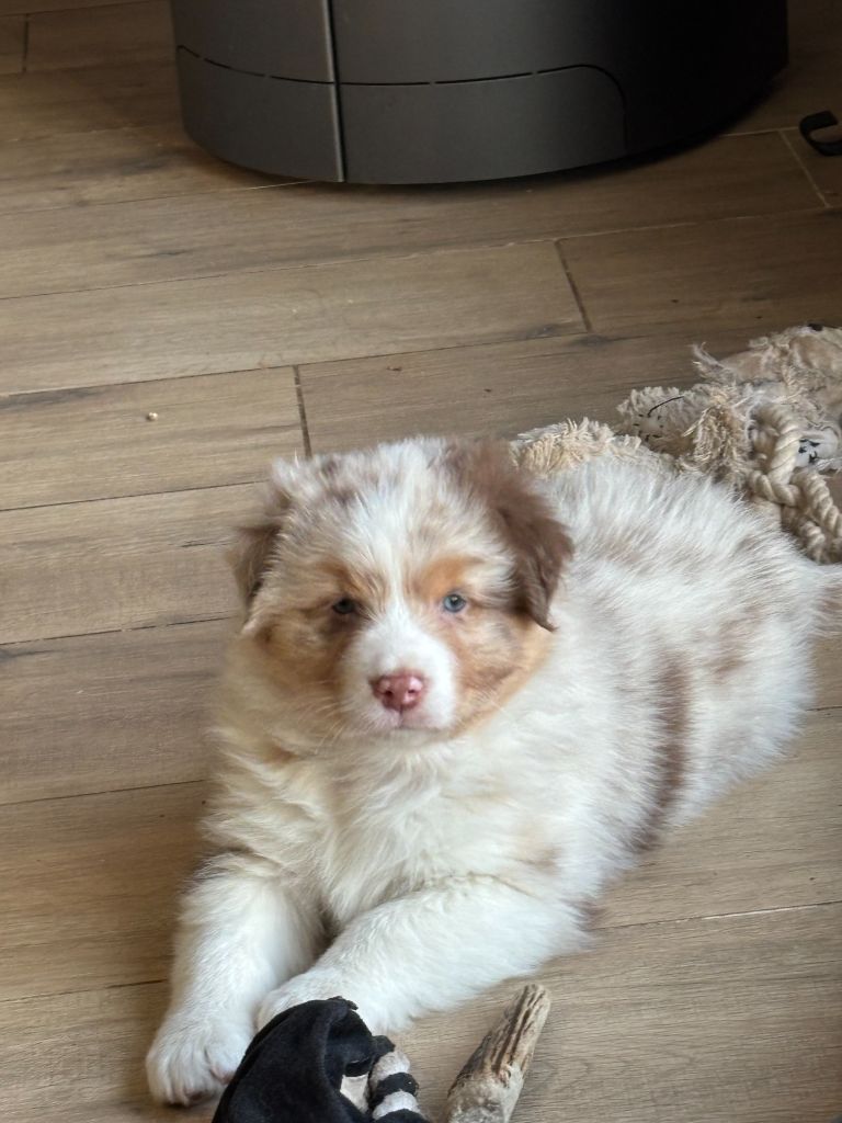 Du Beffroi D'Oasis - Chiot disponible  - Berger Australien