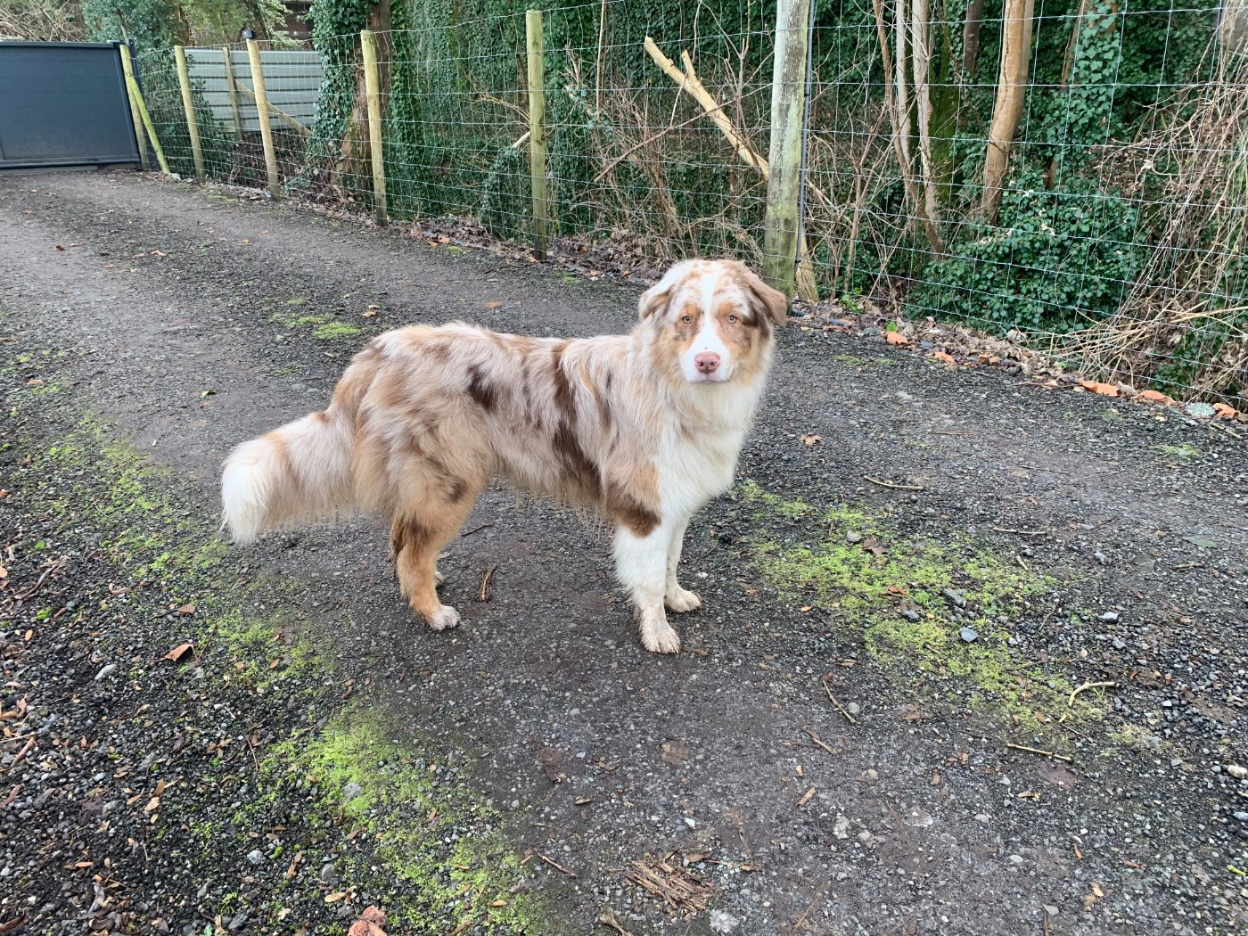 Du Beffroi D'Oasis - Chiots disponibles - Berger Australien