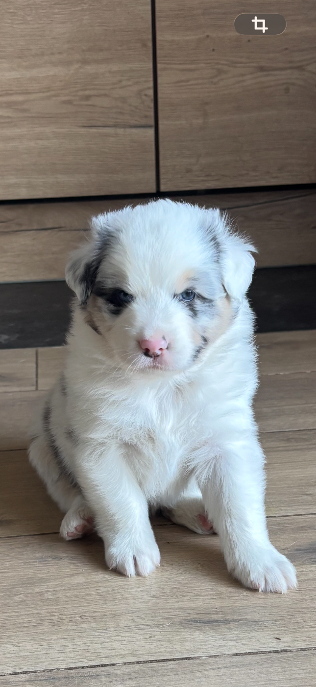 Du Beffroi D'Oasis - Chiots disponibles - Berger Australien