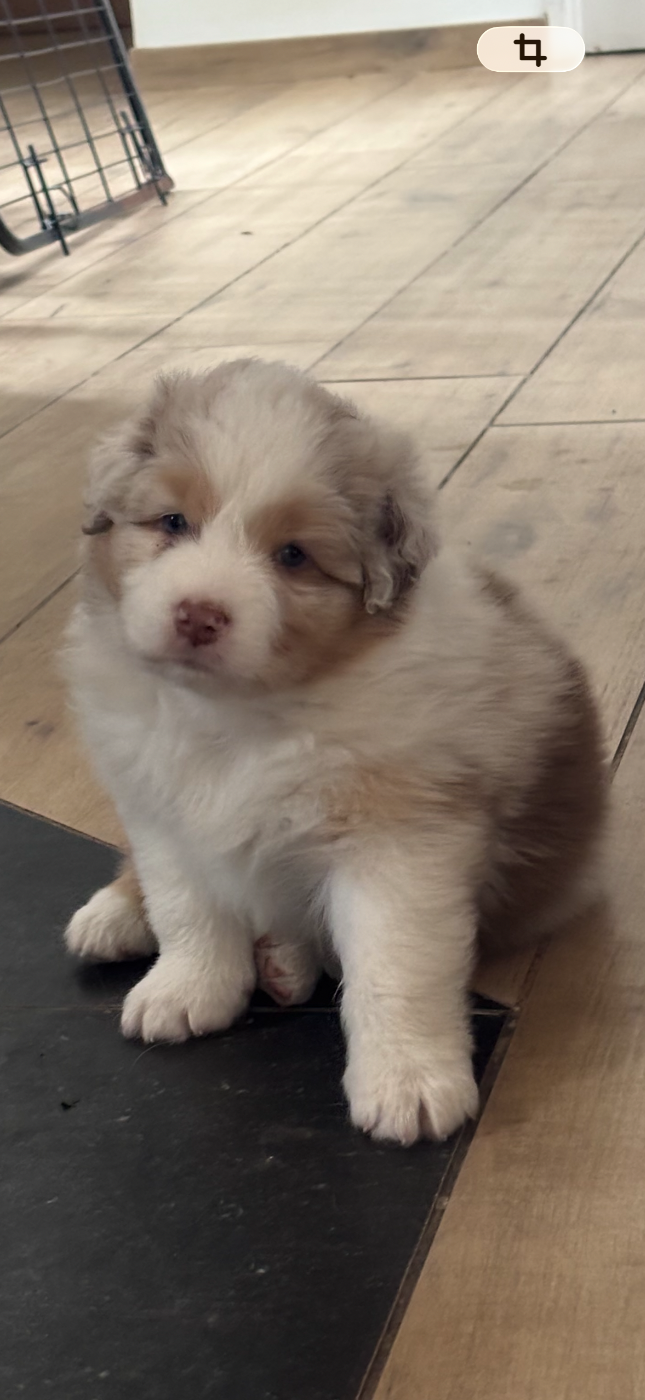 Du Beffroi D'Oasis - Chiots disponibles - Berger Australien