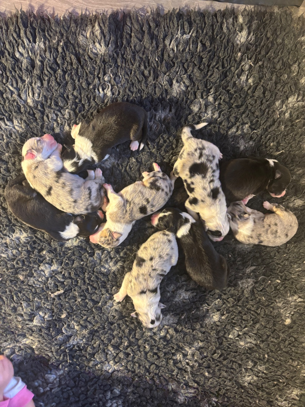 Du Beffroi D'Oasis - Chiots disponibles - Berger Australien
