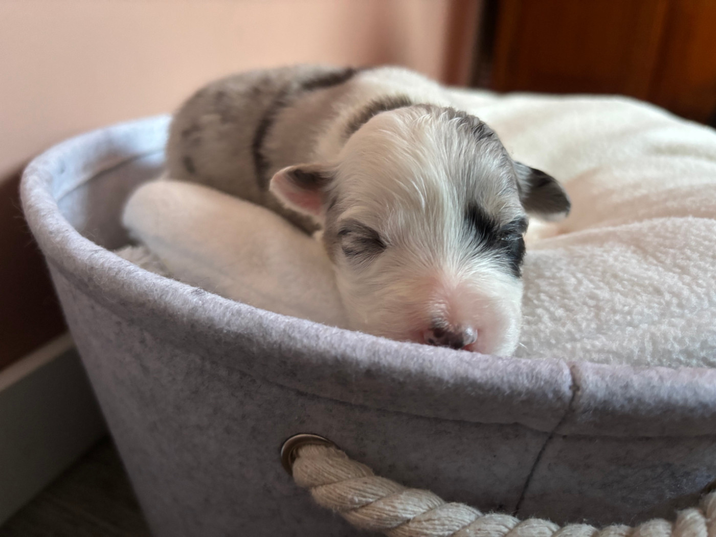 Du Beffroi D'Oasis - Chiots disponibles - Berger Australien