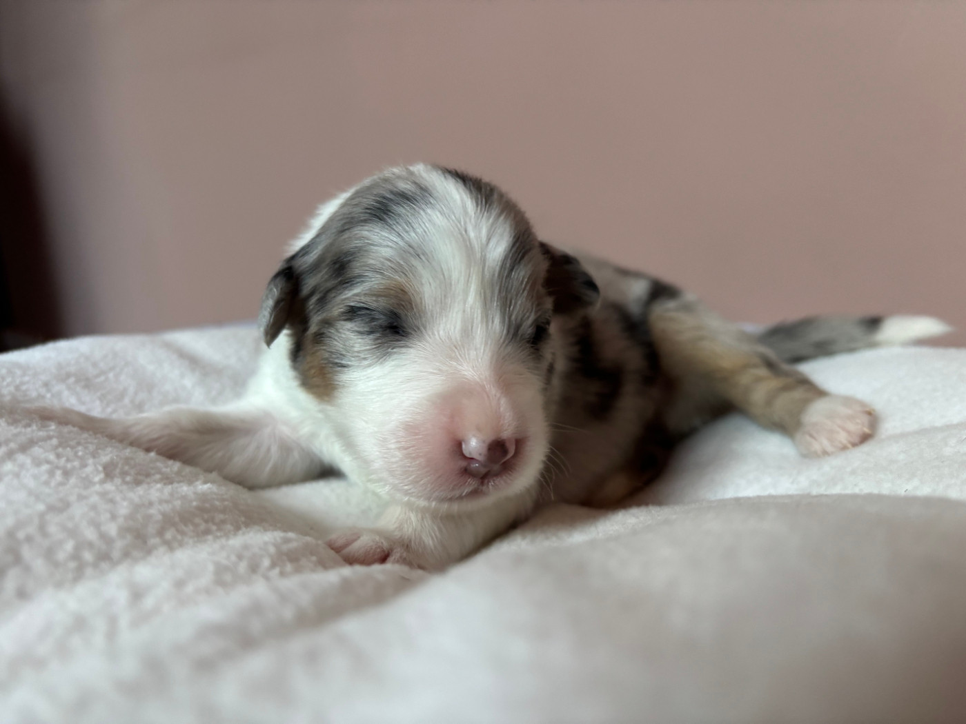 Du Beffroi D'Oasis - Chiots disponibles - Berger Australien