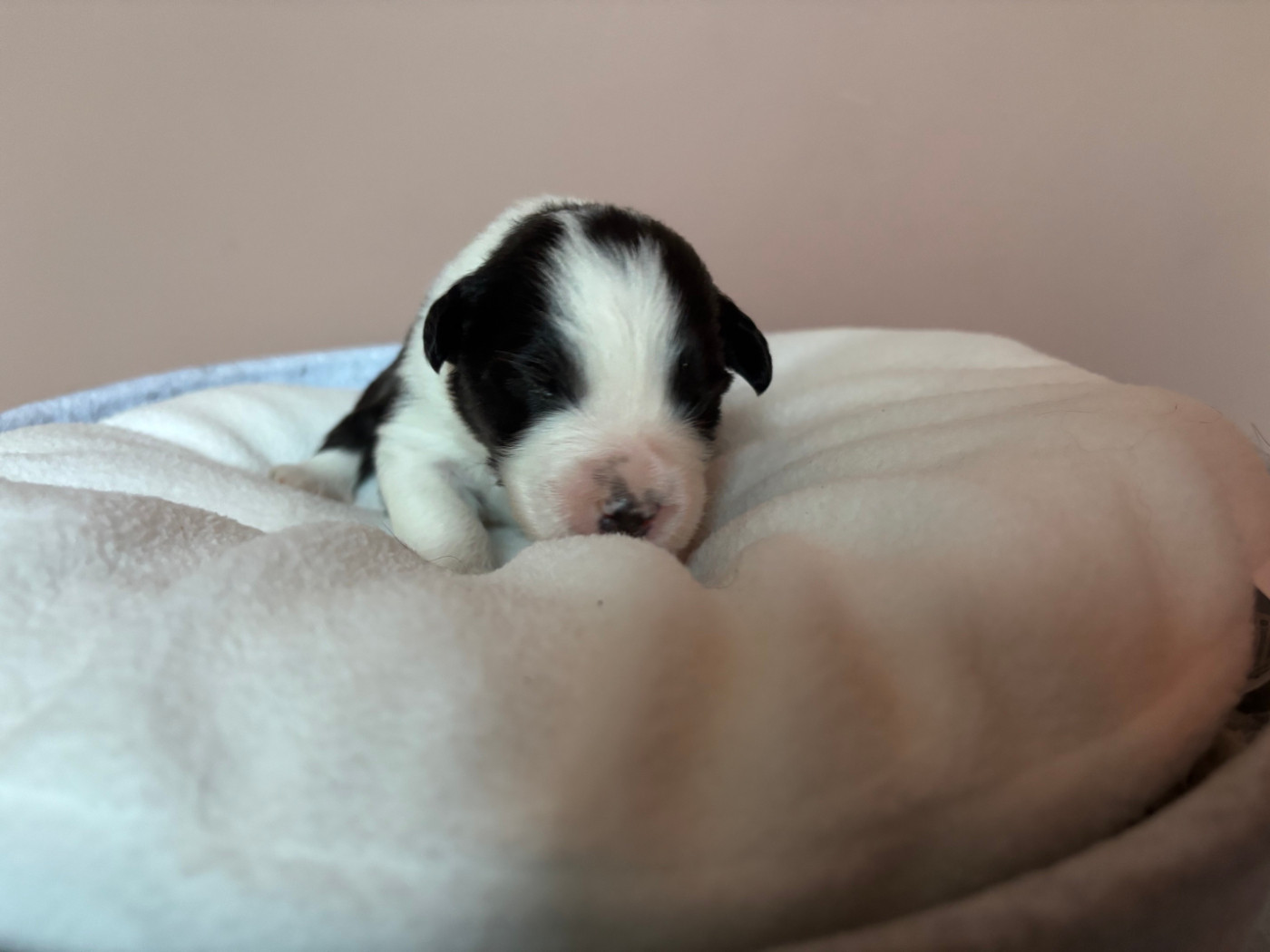 Du Beffroi D'Oasis - Chiots disponibles - Berger Australien