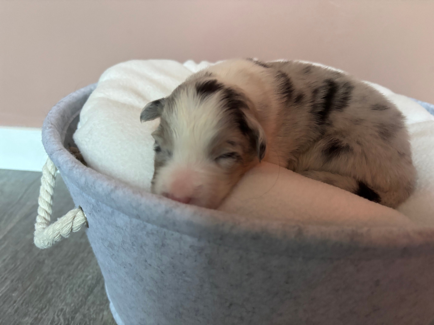 Du Beffroi D'Oasis - Chiots disponibles - Berger Australien