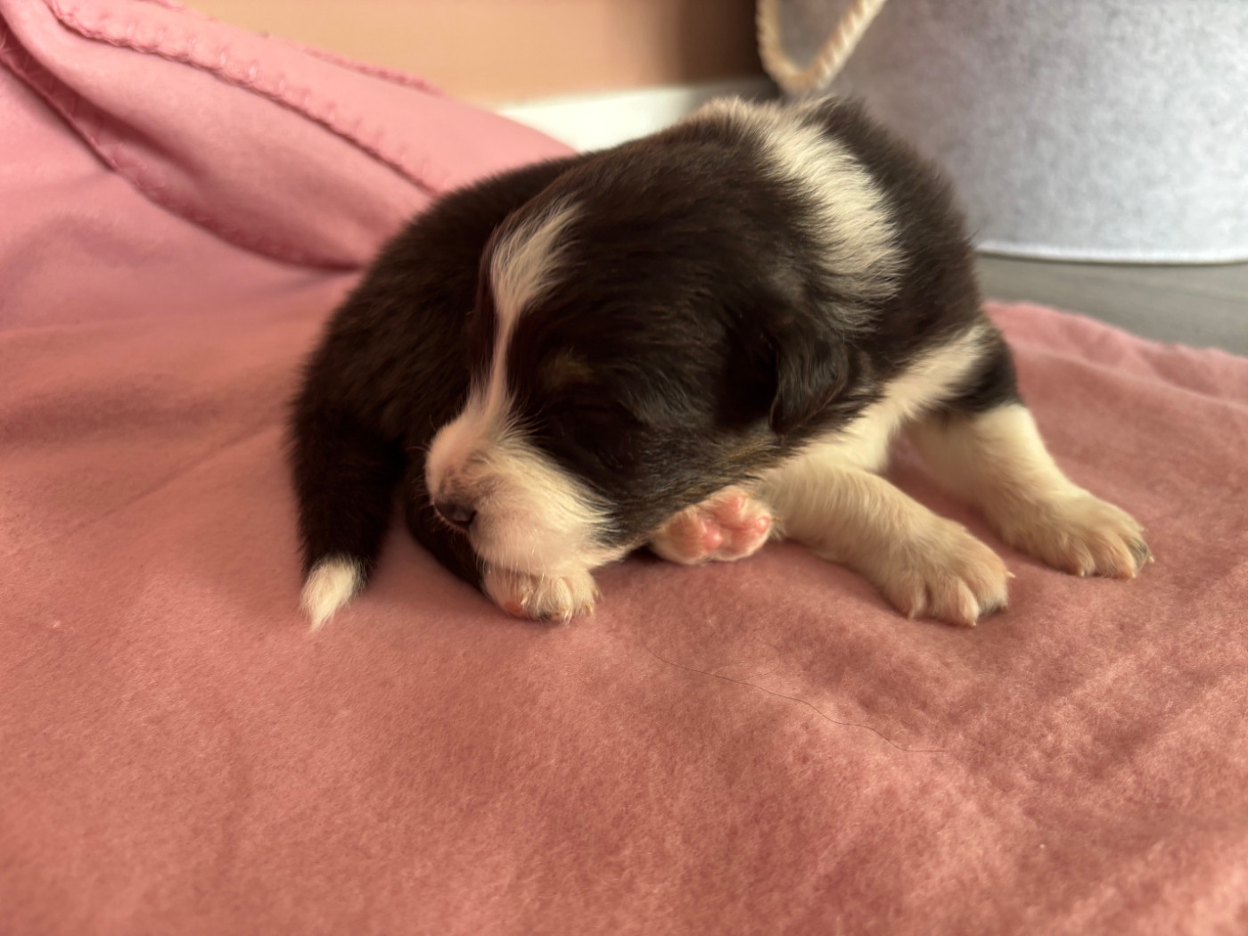 Du Beffroi D'Oasis - Chiots disponibles - Berger Australien