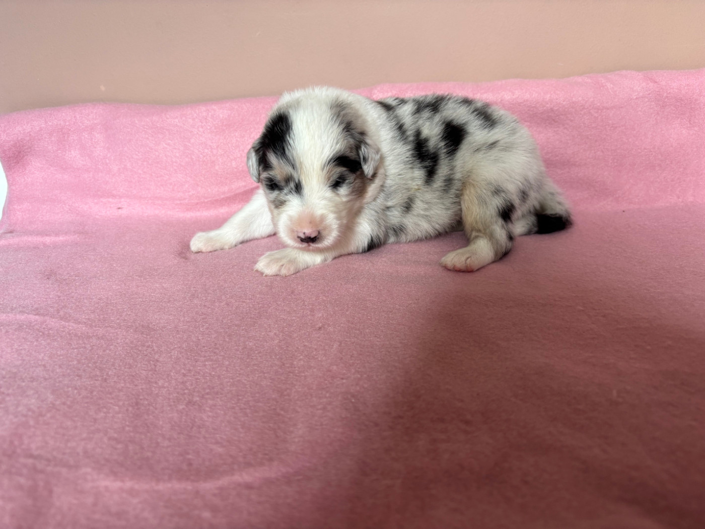 Du Beffroi D'Oasis - Chiots disponibles - Berger Australien