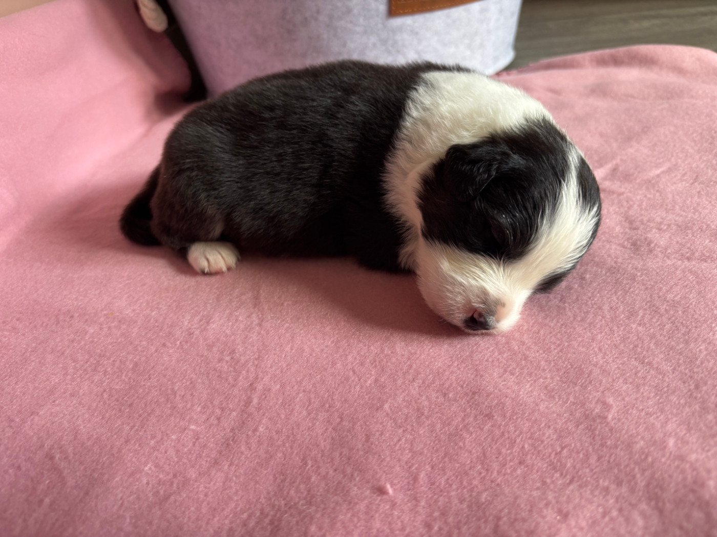 Du Beffroi D'Oasis - Chiots disponibles - Berger Australien