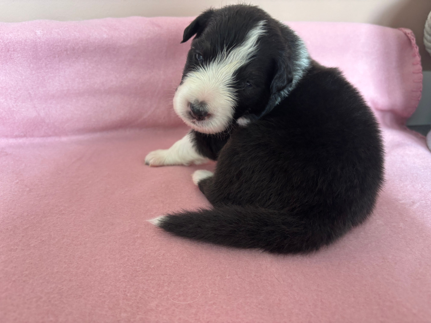 Du Beffroi D'Oasis - Chiots disponibles - Berger Australien