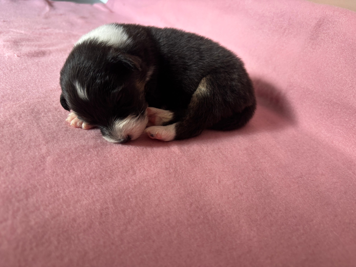 Du Beffroi D'Oasis - Chiots disponibles - Berger Australien