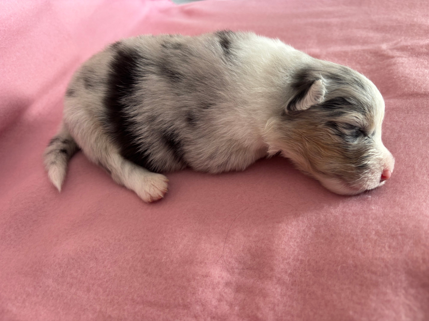 Du Beffroi D'Oasis - Chiots disponibles - Berger Australien