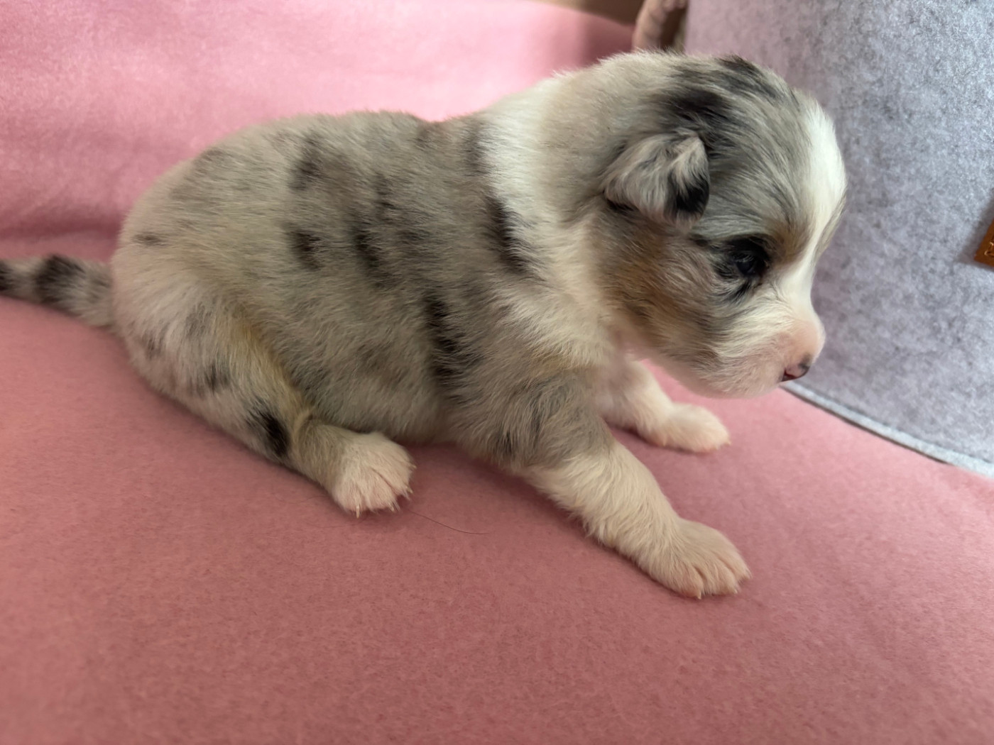 Du Beffroi D'Oasis - Chiots disponibles - Berger Australien