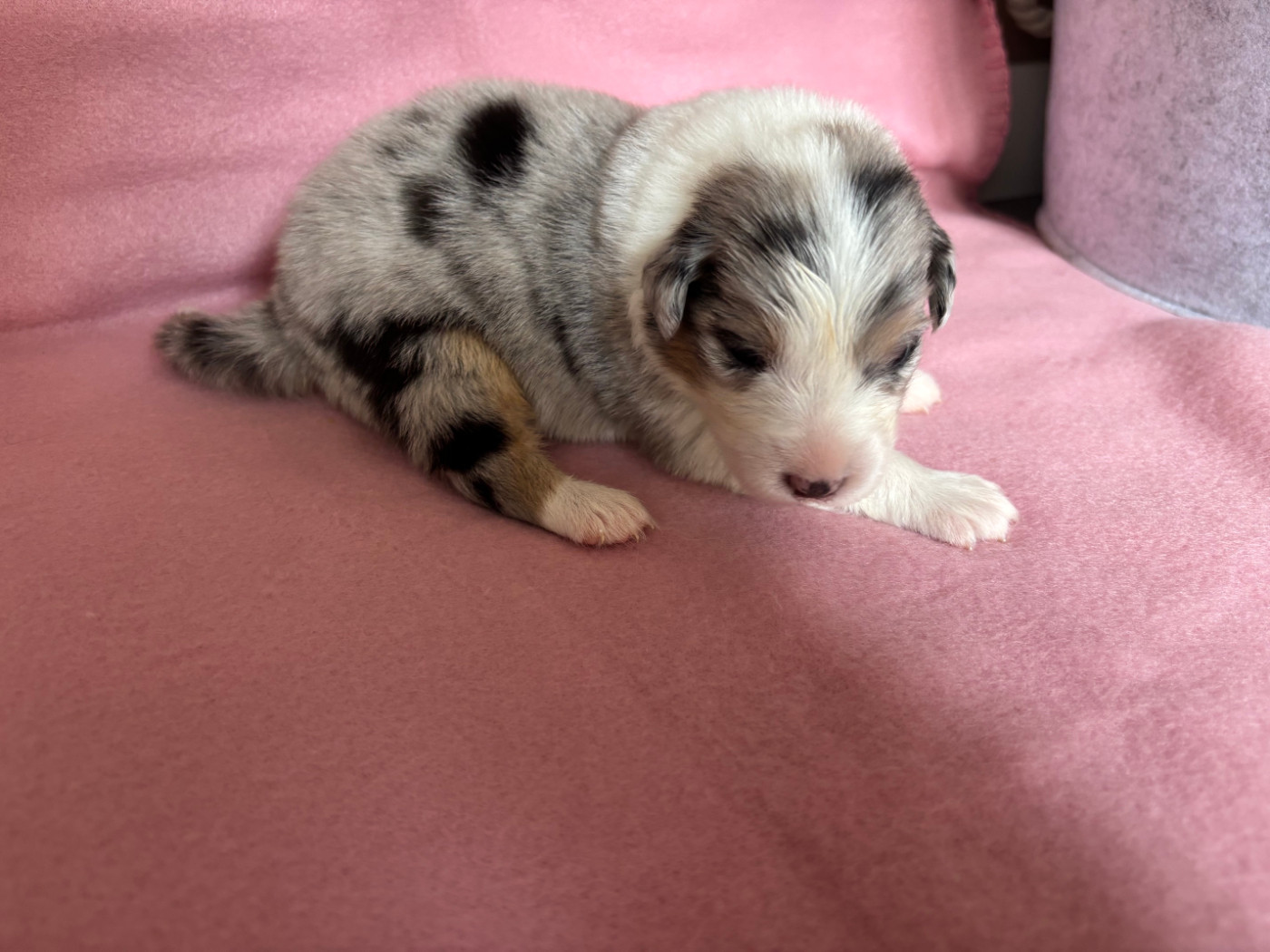 Du Beffroi D'Oasis - Chiots disponibles - Berger Australien
