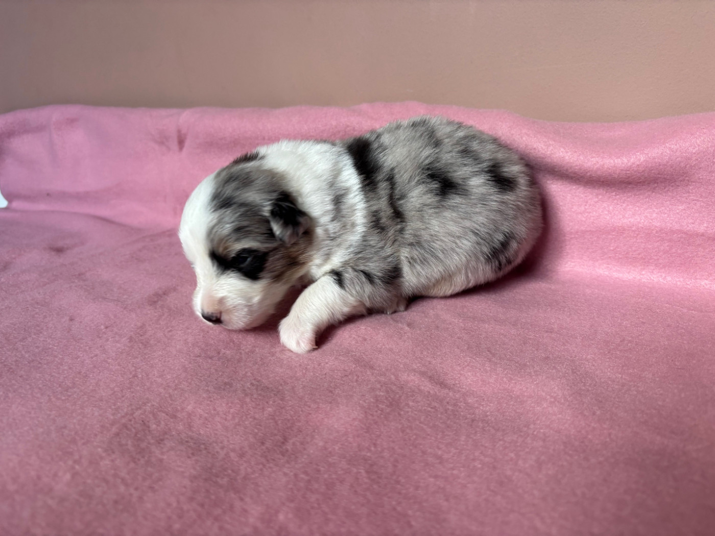 Du Beffroi D'Oasis - Chiots disponibles - Berger Australien