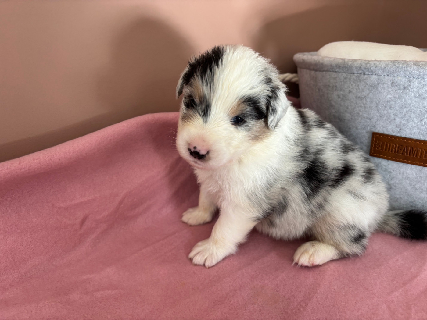 Du Beffroi D'Oasis - Chiots disponibles - Berger Australien