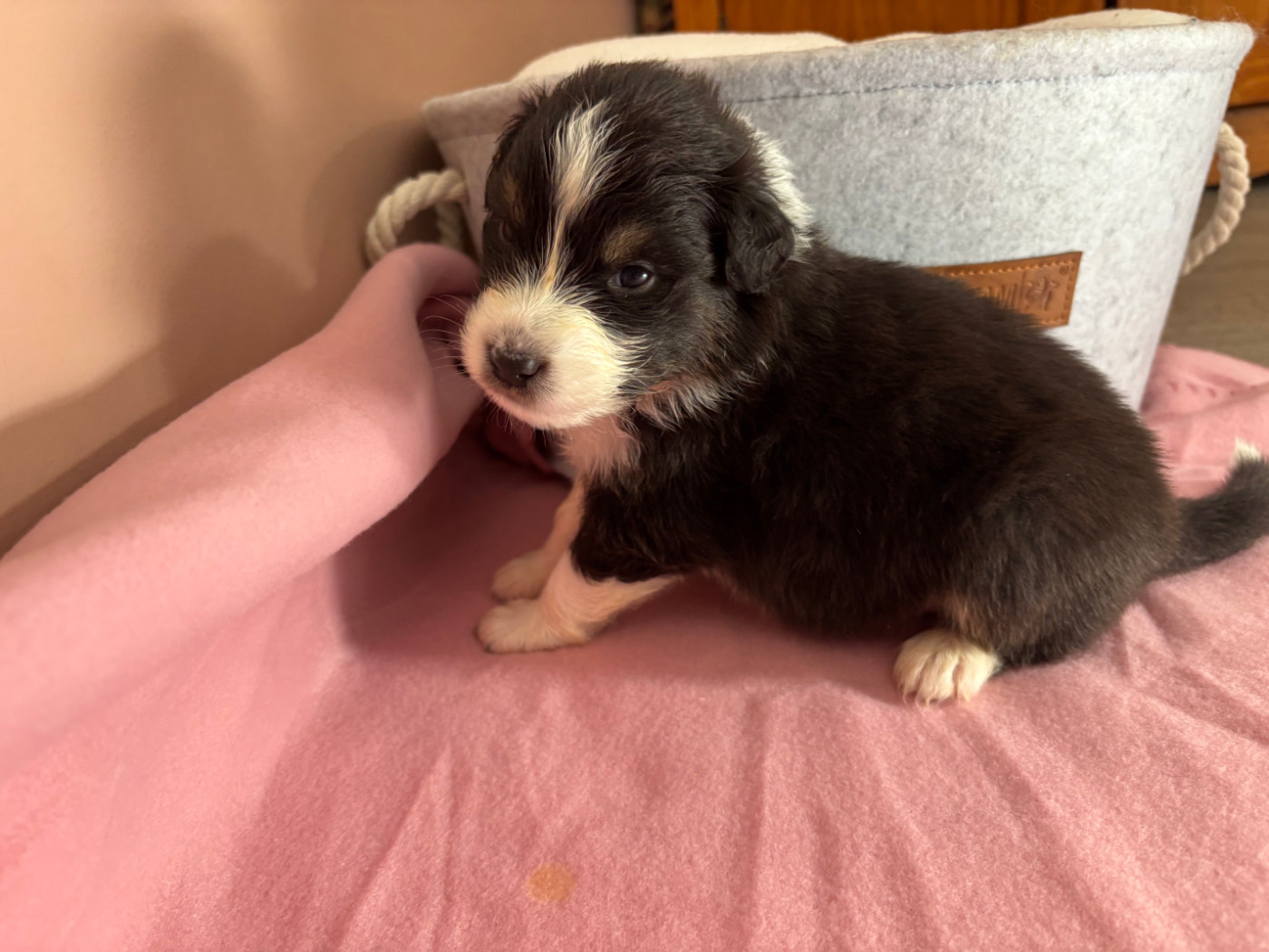 Du Beffroi D'Oasis - Chiots disponibles - Berger Australien