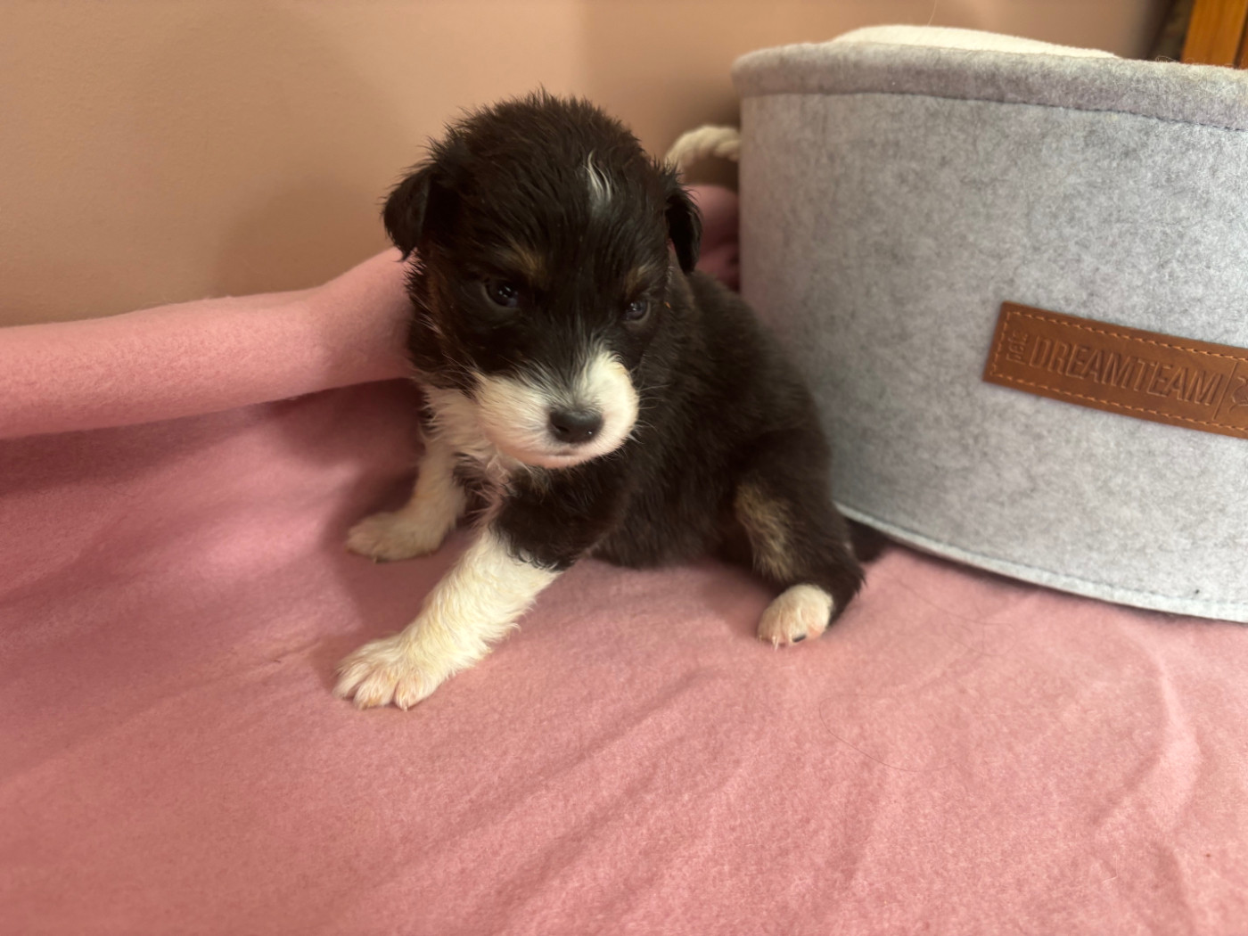 Du Beffroi D'Oasis - Chiots disponibles - Berger Australien