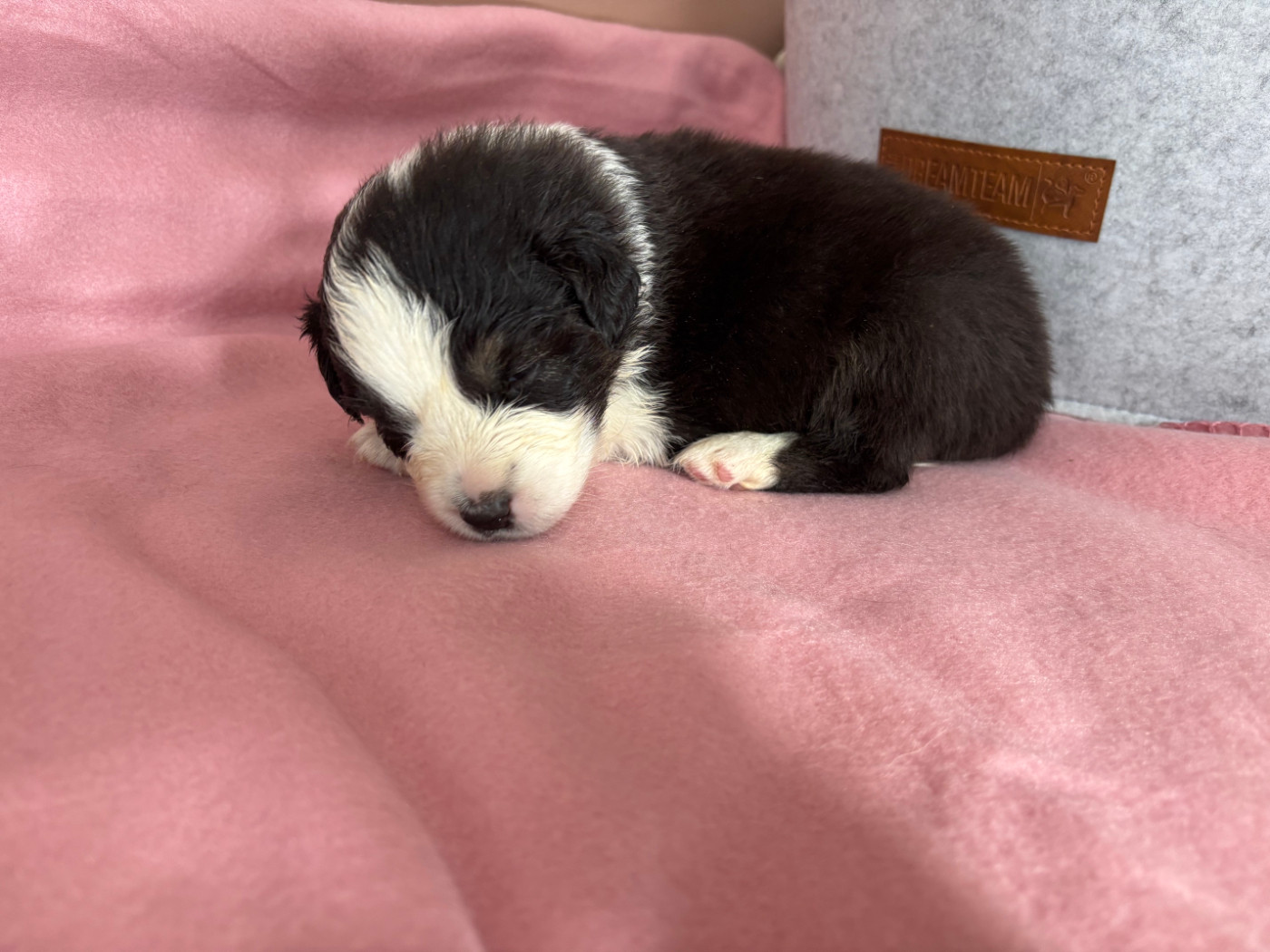 Du Beffroi D'Oasis - Chiots disponibles - Berger Australien