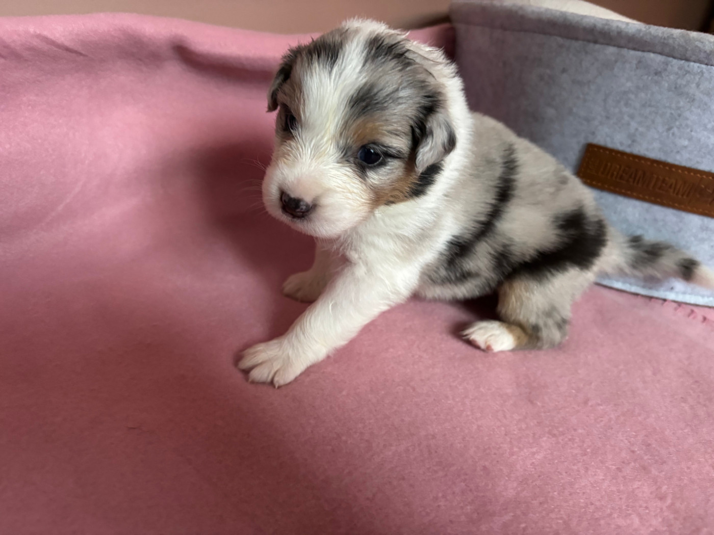 Du Beffroi D'Oasis - Chiots disponibles - Berger Australien