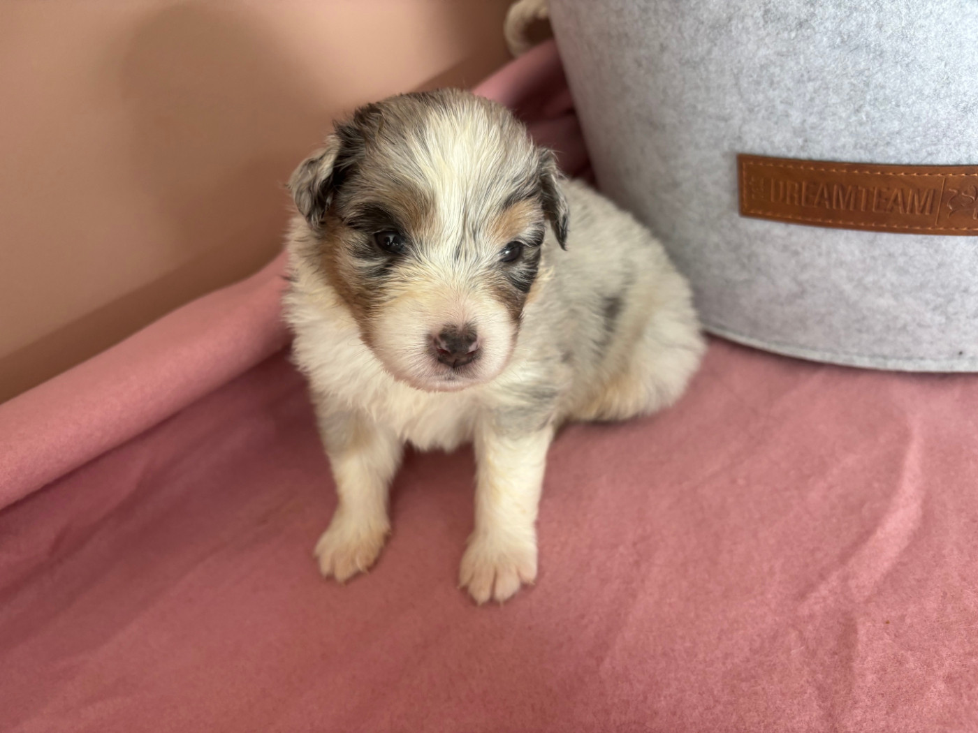 Du Beffroi D'Oasis - Chiots disponibles - Berger Australien