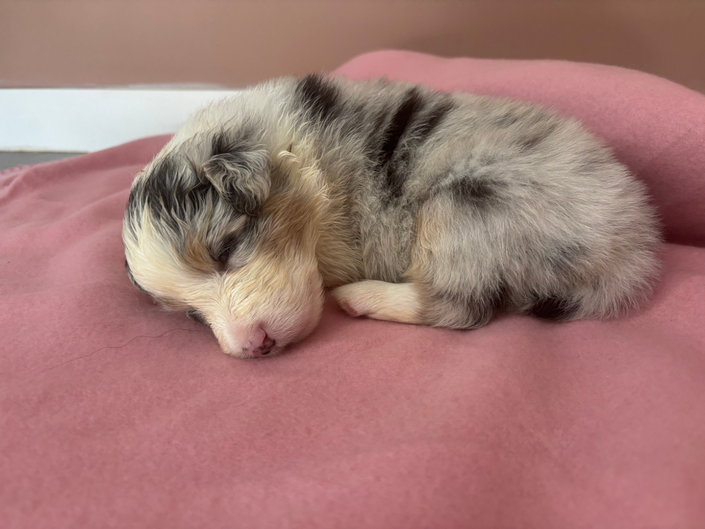 Du Beffroi D'Oasis - Chiots disponibles - Berger Australien