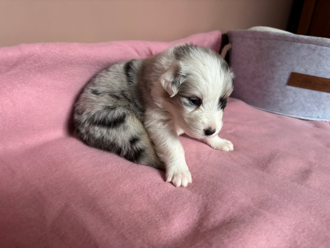 Du Beffroi D'Oasis - Chiots disponibles - Berger Australien