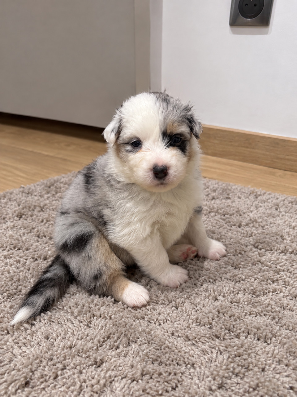 Du Beffroi D'Oasis - Chiots disponibles - Berger Australien