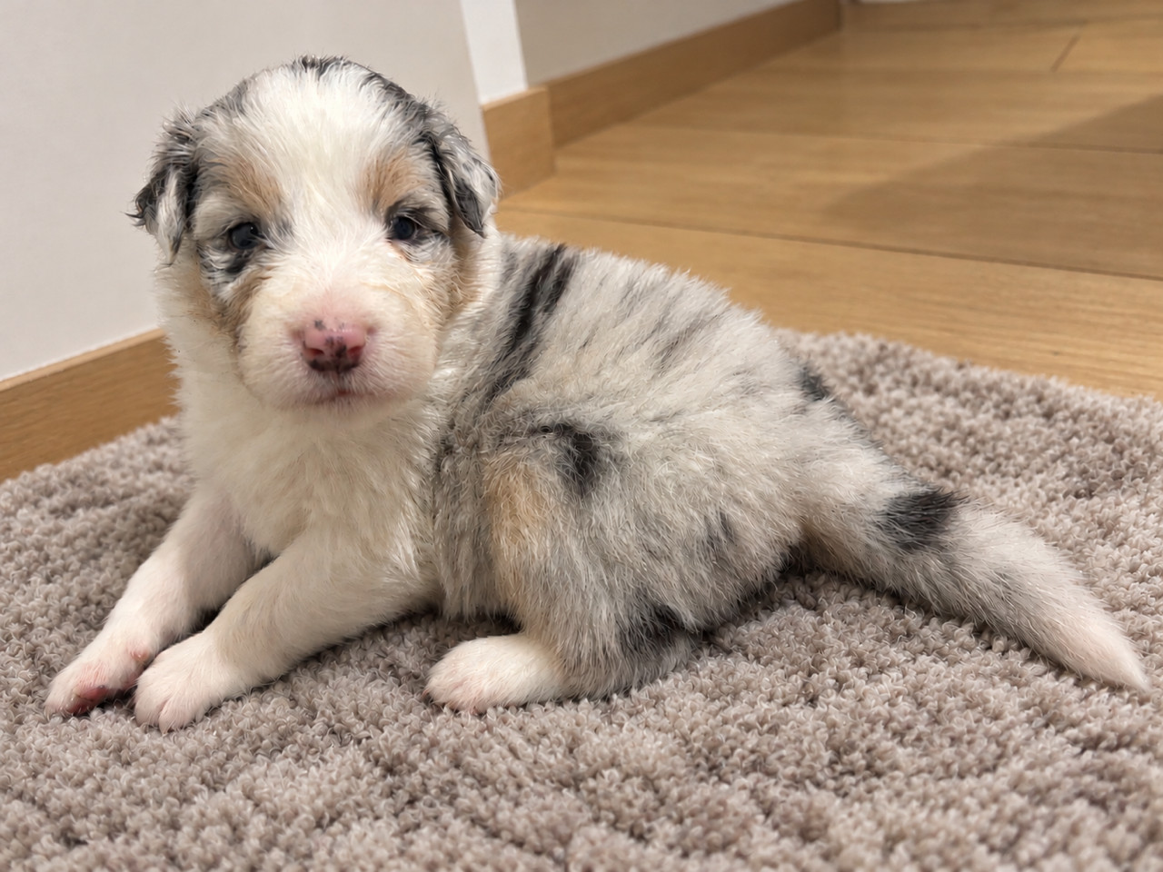 Du Beffroi D'Oasis - Chiots disponibles - Berger Australien