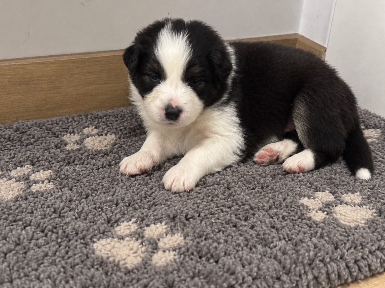 Du Beffroi D'Oasis - Chiots disponibles - Berger Australien