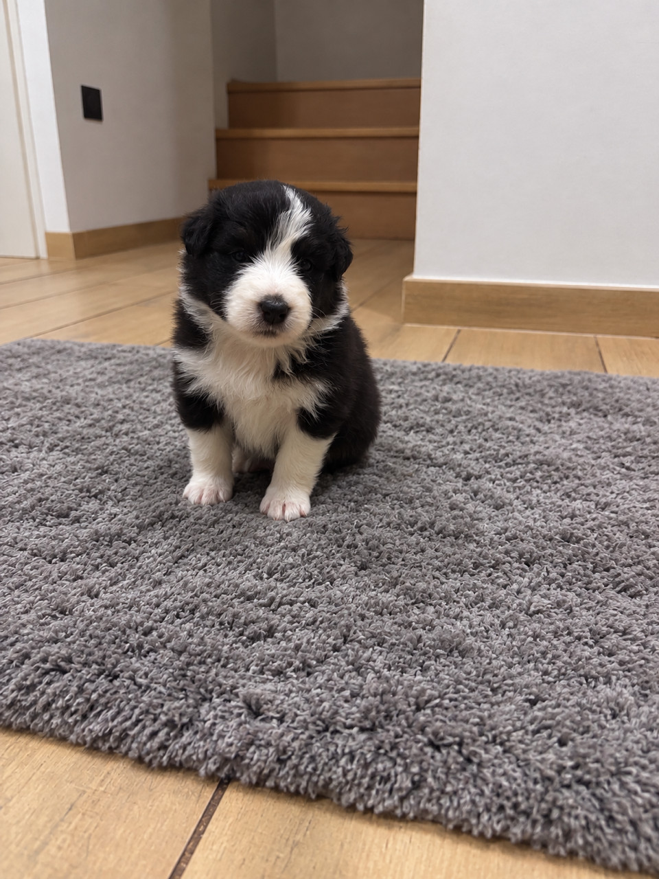 Du Beffroi D'Oasis - Chiots disponibles - Berger Australien