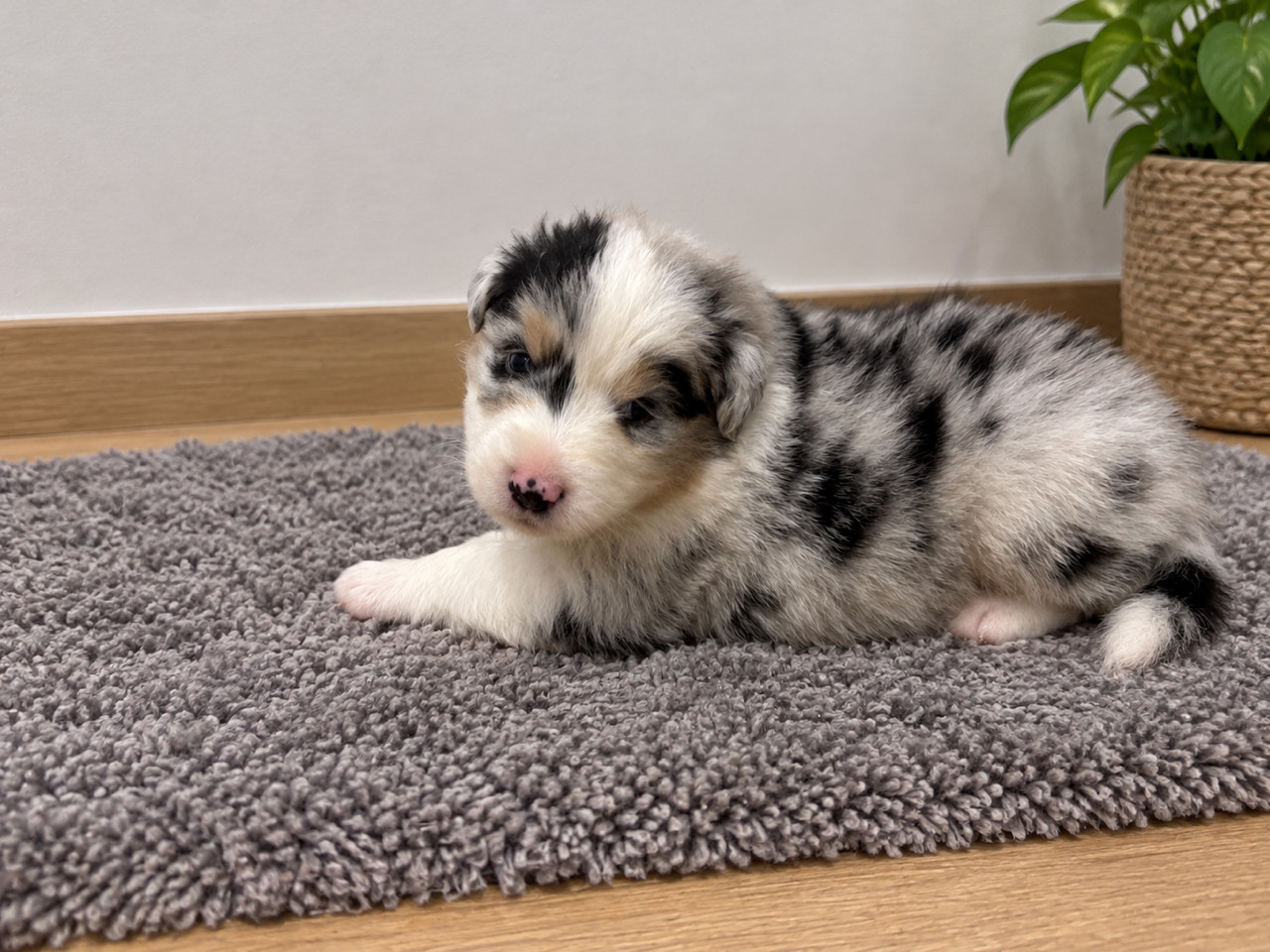 Du Beffroi D'Oasis - Chiots disponibles - Berger Australien