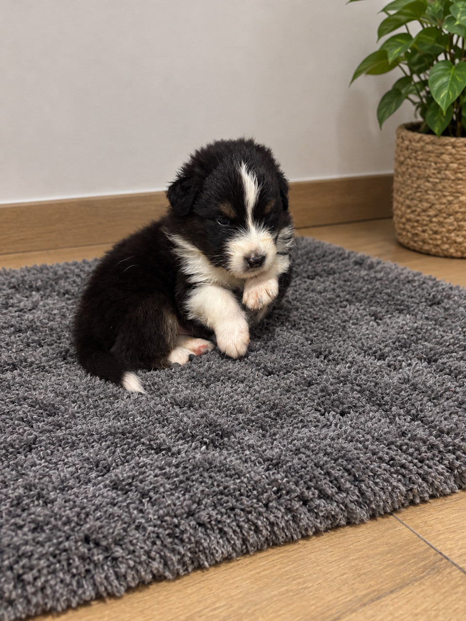 Du Beffroi D'Oasis - Chiots disponibles - Berger Australien