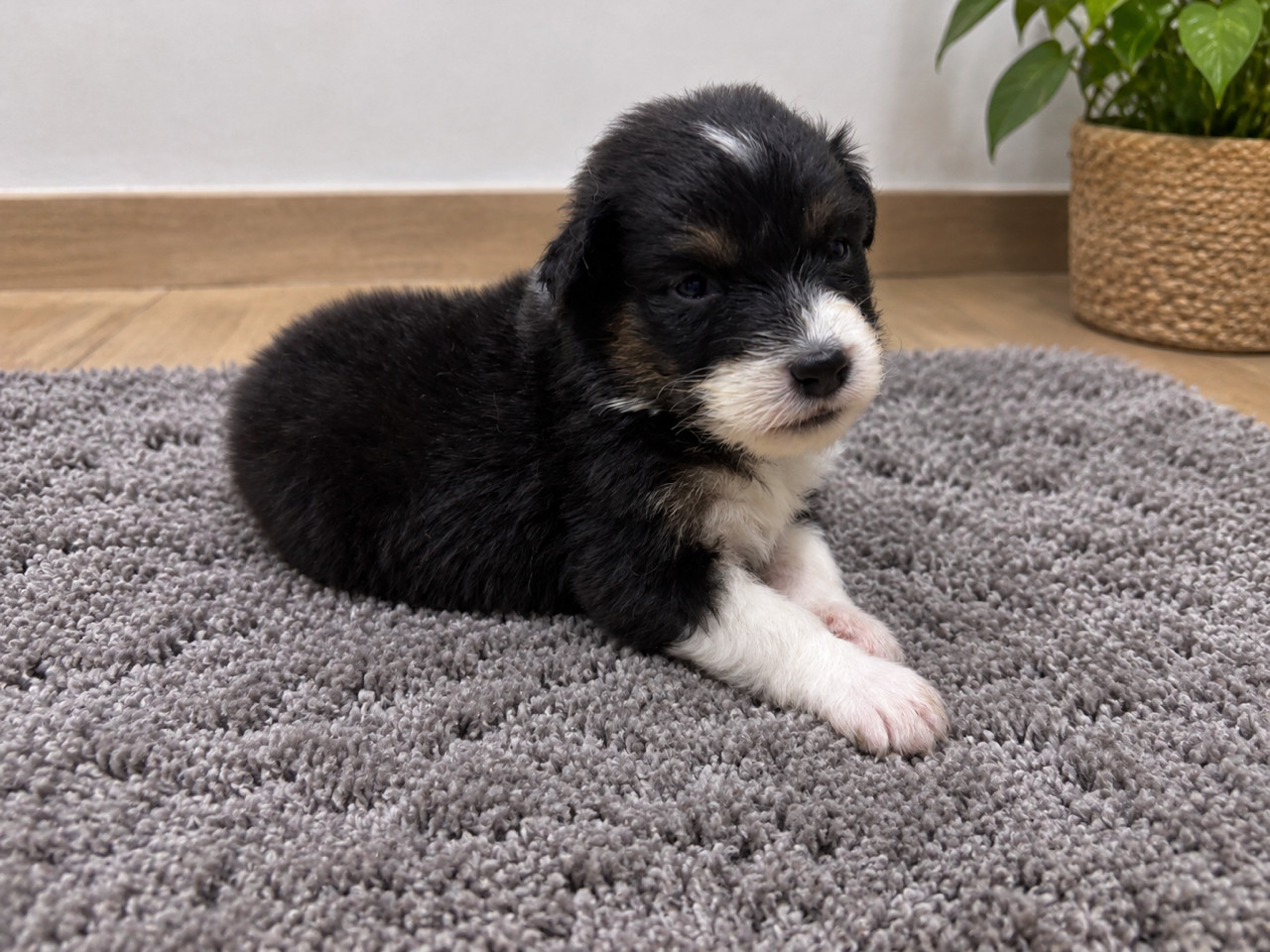 Du Beffroi D'Oasis - Chiots disponibles - Berger Australien
