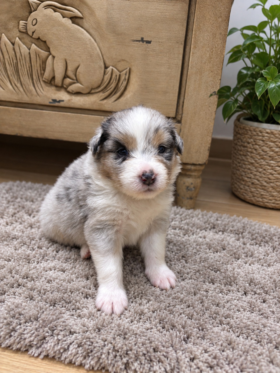 Du Beffroi D'Oasis - Chiots disponibles - Berger Australien