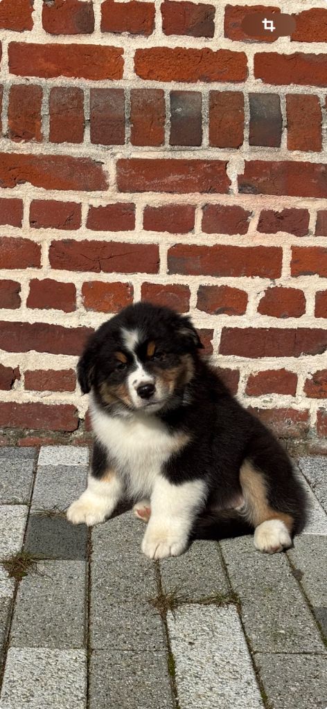 Du Beffroi D'Oasis - Berger Australien - Portée née le 22/12/2024